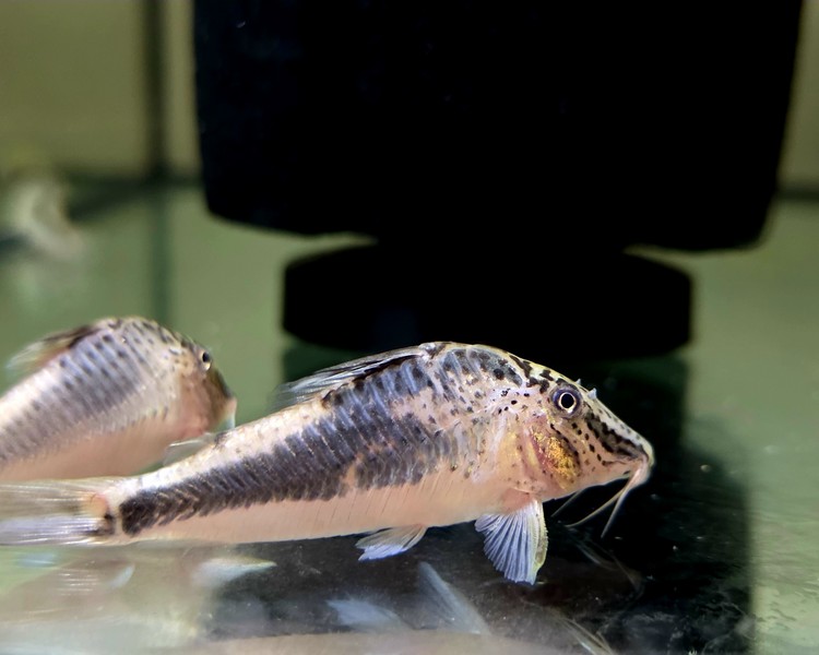 Black Peru Corydoras (Corydoras semiaquilus)